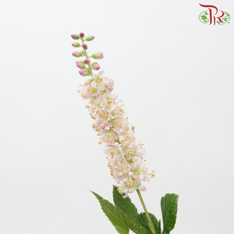 Cletha Alnifolia - Light Pink (2 Stems)-Pink-Japan-prflorist.com.my