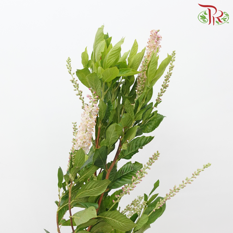 Cletha Alnifolia - Light Pink (2 Stems)-Pink-Japan-prflorist.com.my