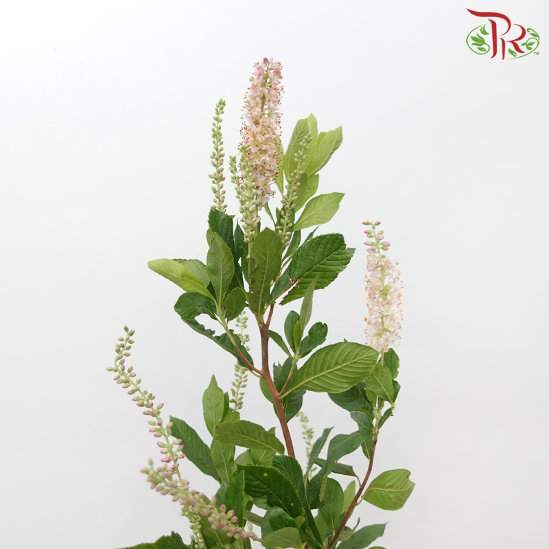 Cletha Alnifolia - Light Pink (2 Stems)-Pink-Japan-prflorist.com.my