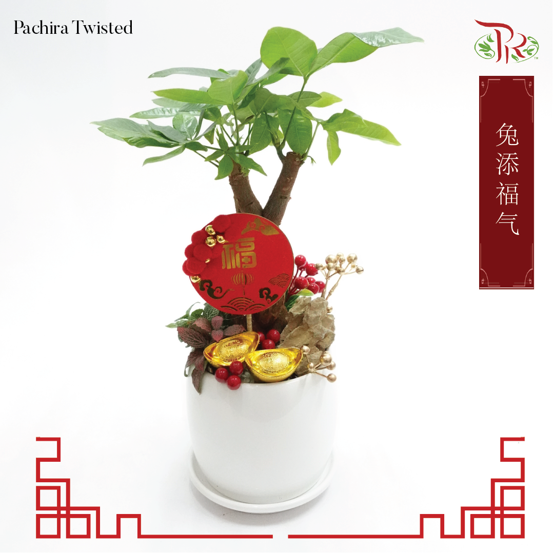 CNY- Pachira Twisted 兔添福气-Malaysia-prflorist.com.my