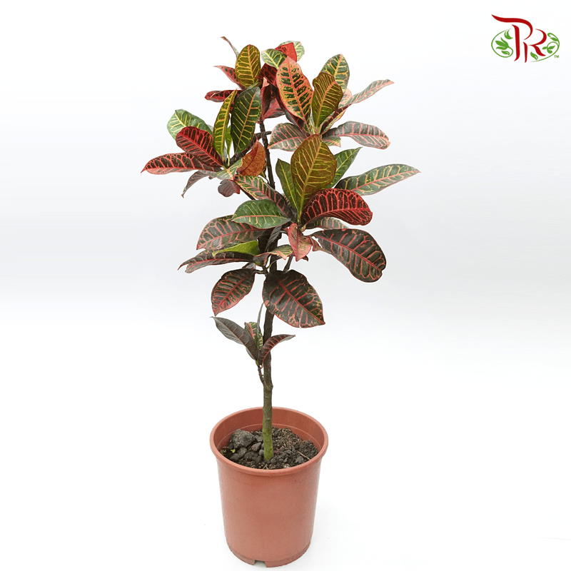 Codiaeum Croton - 《變葉木》(30cm or 80cm)-80cm-Pudu Ria Florist-prflorist.com.my