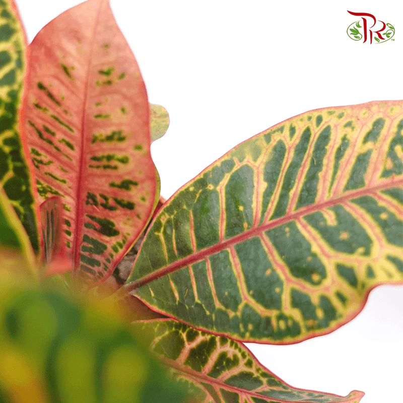 Codiaeum Croton - 《變葉木》(30cm or 80cm)-Pudu Ria Florist-prflorist.com.my