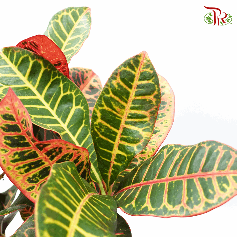 Codiaeum Croton - 《變葉木》(30cm or 80cm)-Pudu Ria Florist-prflorist.com.my