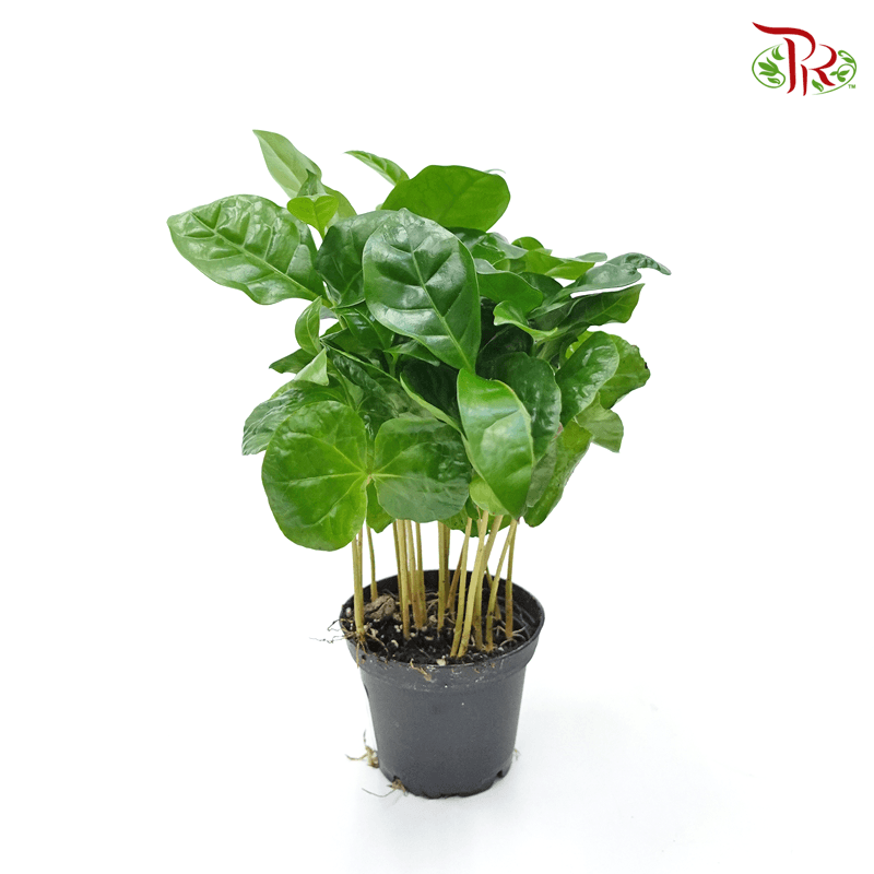 Coffea 《咖啡属》-Pudu Ria Florist-prflorist.com.my