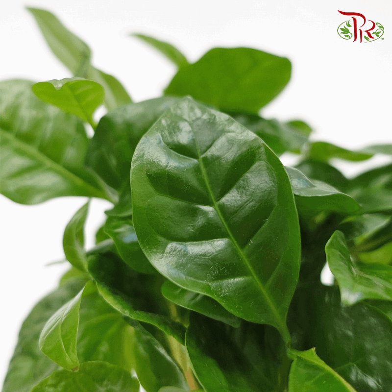 Coffea 《咖啡属》-Pudu Ria Florist-prflorist.com.my