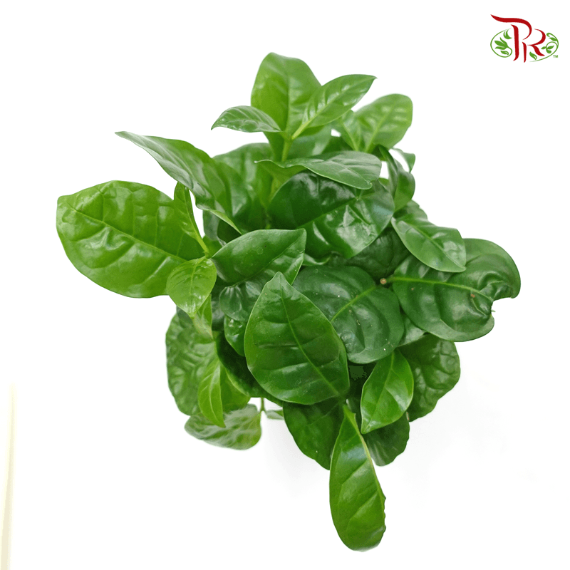 Coffea 《咖啡属》-Pudu Ria Florist-prflorist.com.my