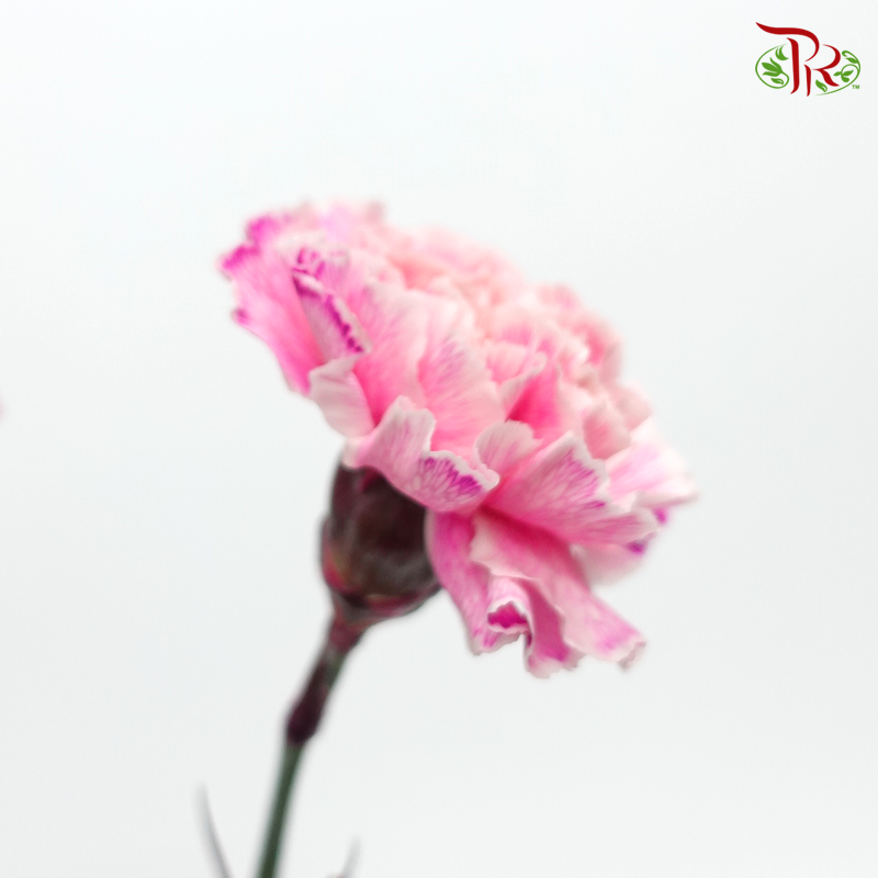 Carnation Dyed Color -Blair Dark (10 Stems) - Pudu Ria Florist