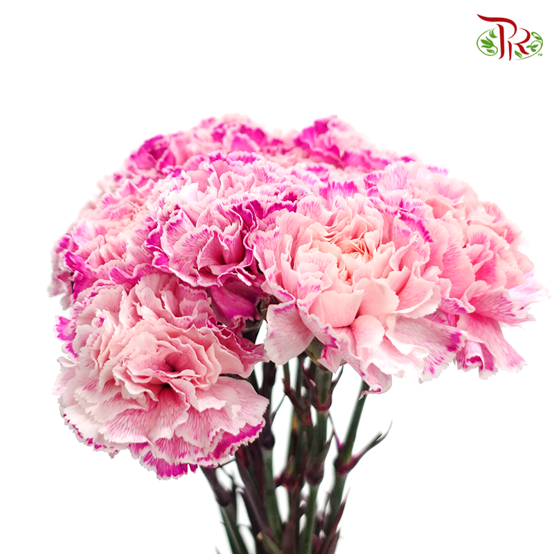 Carnation Dyed Color -Blair Dark (10 Stems) - Pudu Ria Florist