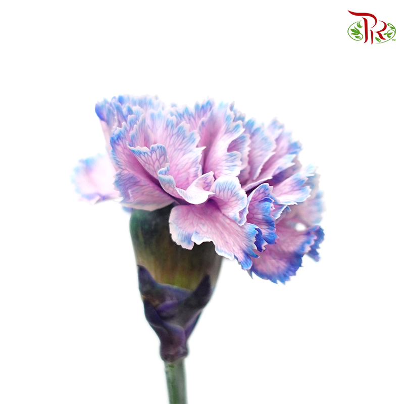 Carnation Dyed Color - Yona Dark (10 Stems) - Pudu Ria Florist