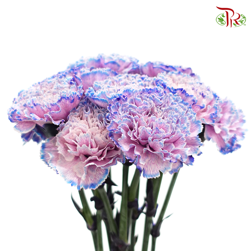 Carnation Dyed Color - Yona Dark (10 Stems) - Pudu Ria Florist