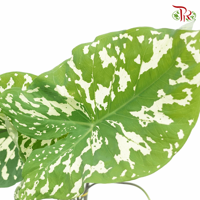 Colocasia Hilo Beauty 《希洛美人海芋》-Pudu Ria Florist-prflorist.com.my
