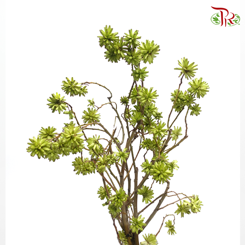 Common Camptotheca - Green (Per Bunch)-Green-China-prflorist.com.my