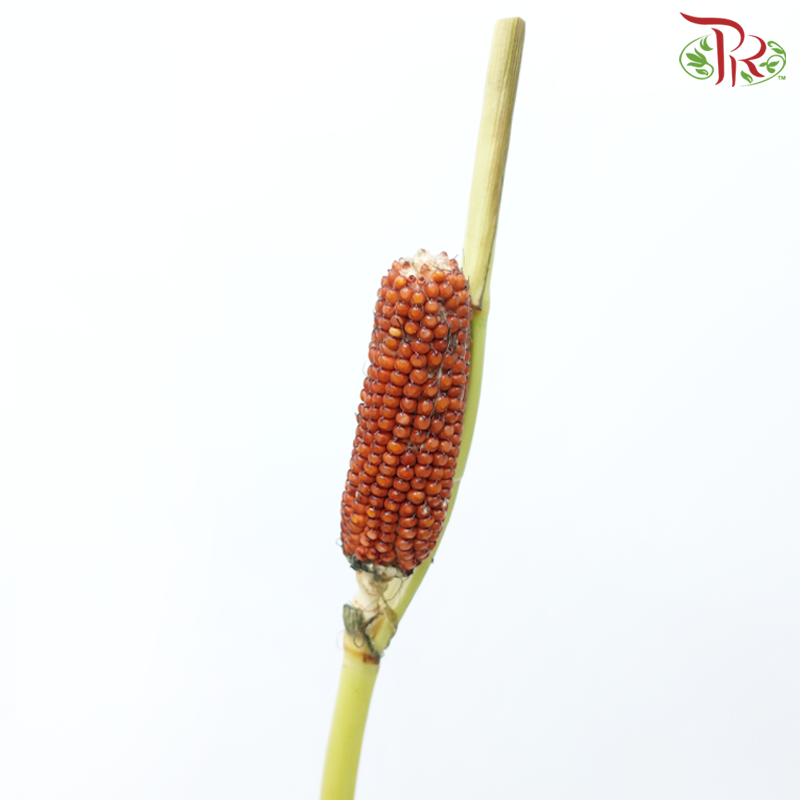 Corn - Orange Brown (Per Bunch)-Orange Brown-China-prflorist.com.my