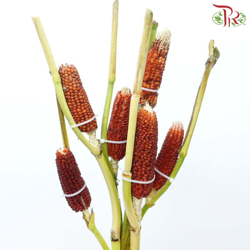 Corn - Orange Brown (Per Bunch)-Orange Brown-China-prflorist.com.my