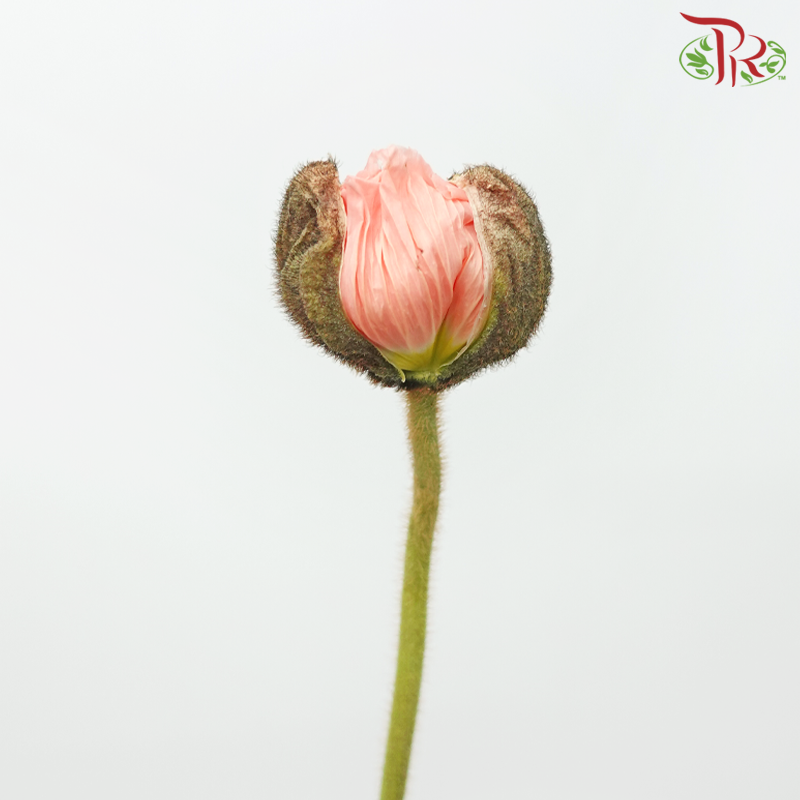 Corn Poppy - Peach Colour-Peach-China-prflorist.com.my