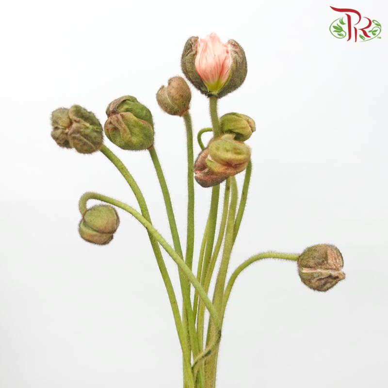 Corn Poppy - Peach Colour-Peach-China-prflorist.com.my