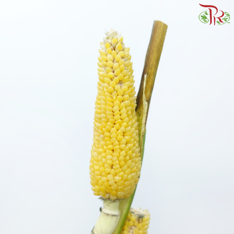 Corn - Yellow (Per Bunch)-Yellow-China-prflorist.com.my
