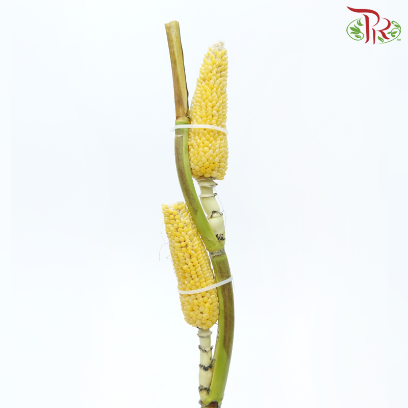 Corn - Yellow (Per Bunch)-Yellow-China-prflorist.com.my
