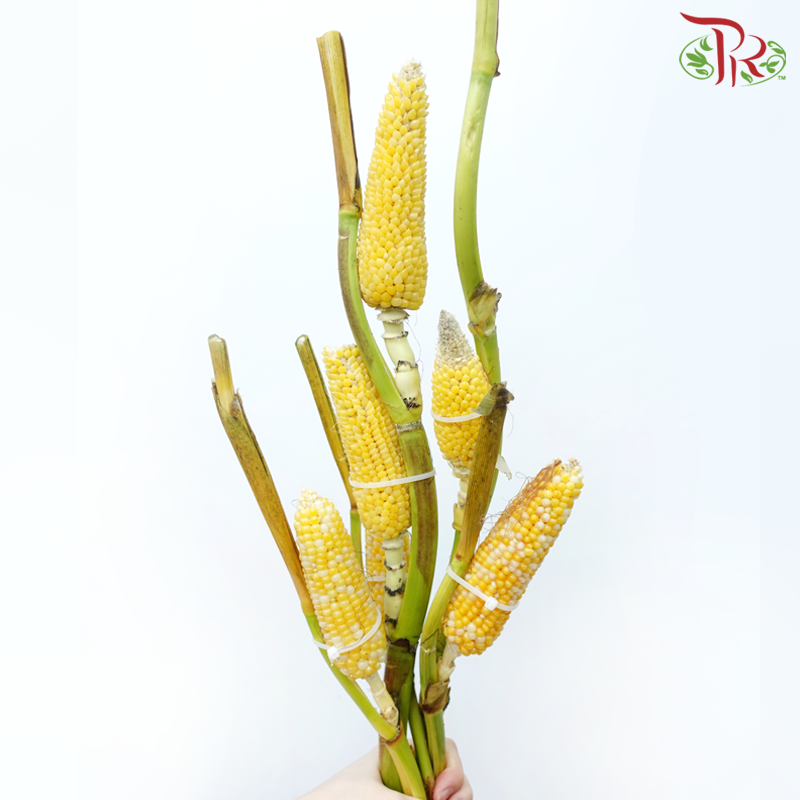 Corn - Yellow (Per Bunch)-Yellow-China-prflorist.com.my