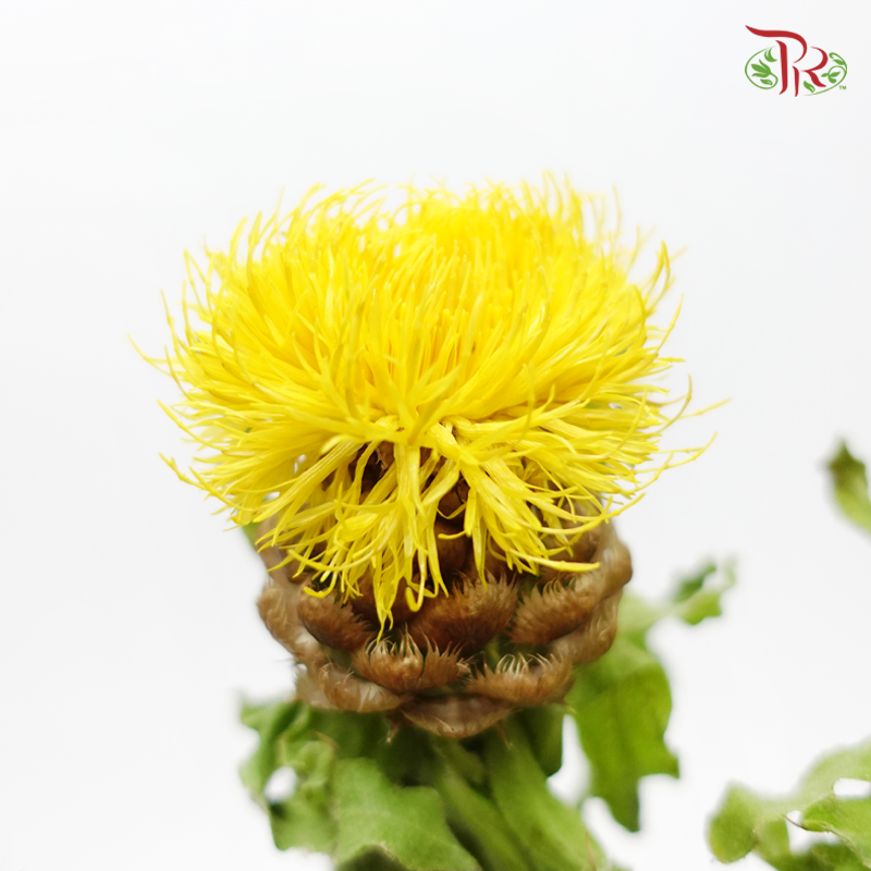 Cornflower Yellow Globe Centaurea - Jin Chao Ju (Per Bunch)-China-prflorist.com.my
