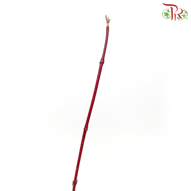 Cornus Red - 160cm (10 Stems)-Red-Netherland-prflorist.com.my