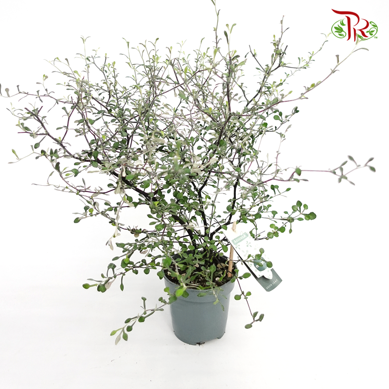 Corokia Maori 《铁丝网灌木》