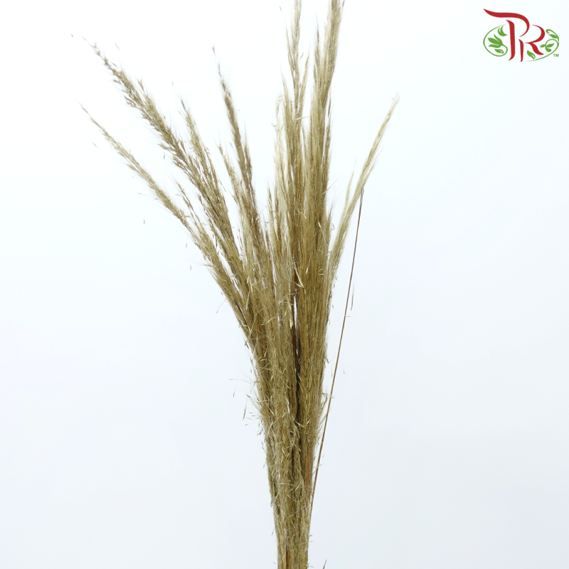 Cortaderia Hieronymi (10 Stems)-Netherland-prflorist.com.my