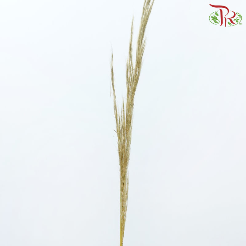 Cortaderia Hieronymi (10 Stems)-Netherland-prflorist.com.my