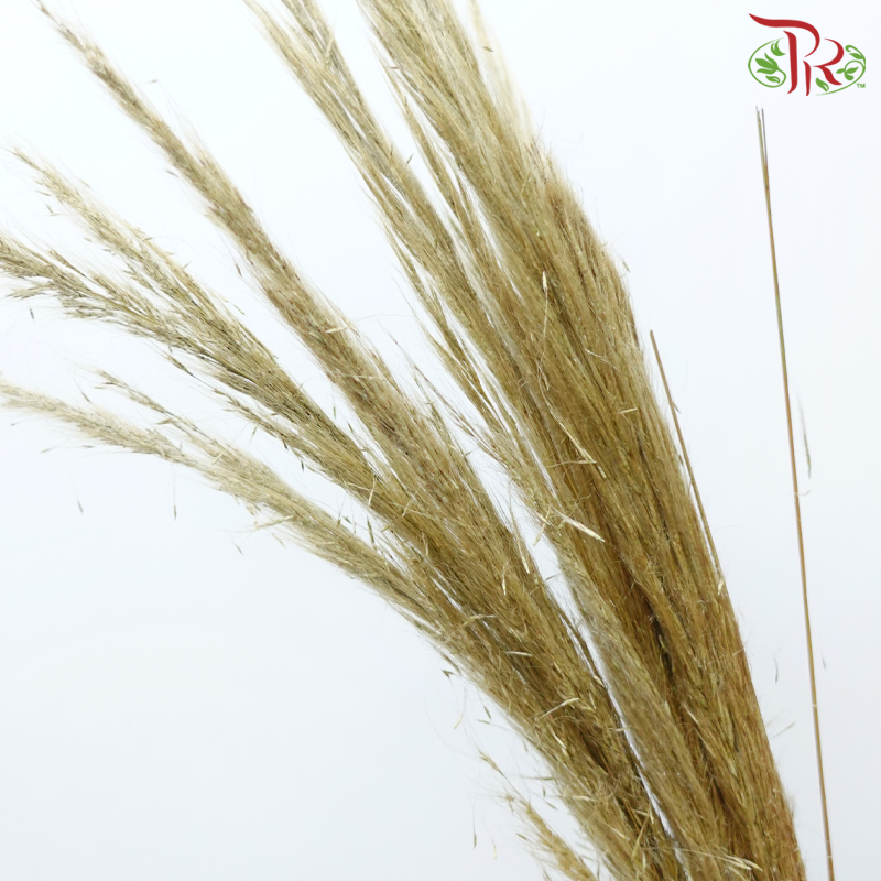 Cortaderia Hieronymi (10 Stems)-Netherland-prflorist.com.my