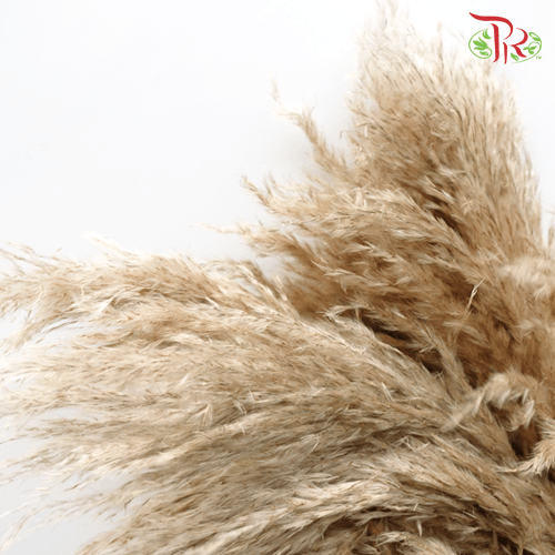 Cortaderia Pampas Selloana Blanco - 5 Stems-Peru-prflorist.com.my