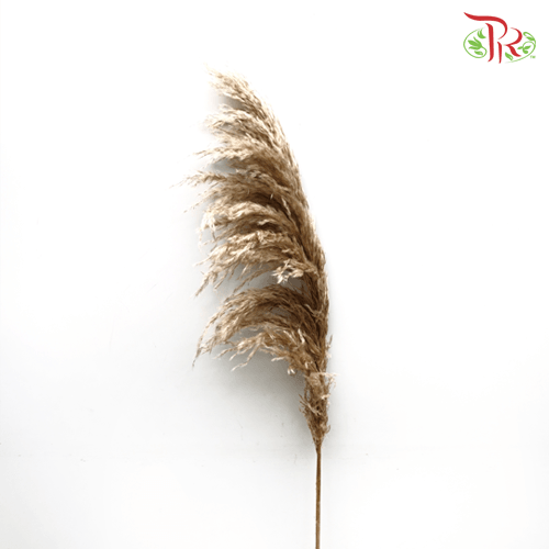 Cortaderia Pampas Selloana Blanco - 5 Stems-Peru-prflorist.com.my