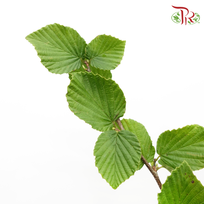 Corylopsis Pauciflora - (Per Stem)-Japan-prflorist.com.my