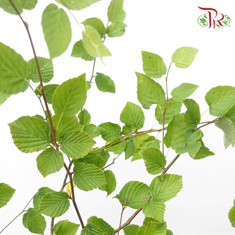 Corylopsis Pauciflora - (Per Stem)-Japan-prflorist.com.my