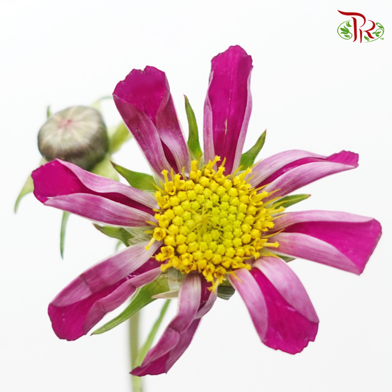 Cosmos Bipinnatus - Dark Purple (Per Bunch)-Purple-China-prflorist.com.my