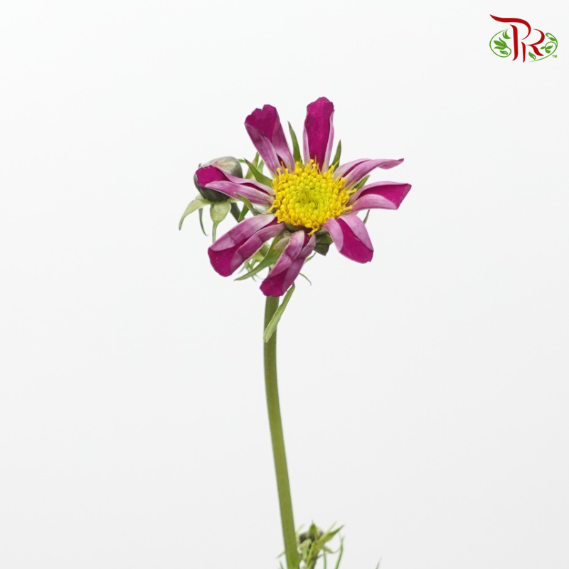 Cosmos Bipinnatus - Dark Purple (Per Bunch)-Purple-China-prflorist.com.my