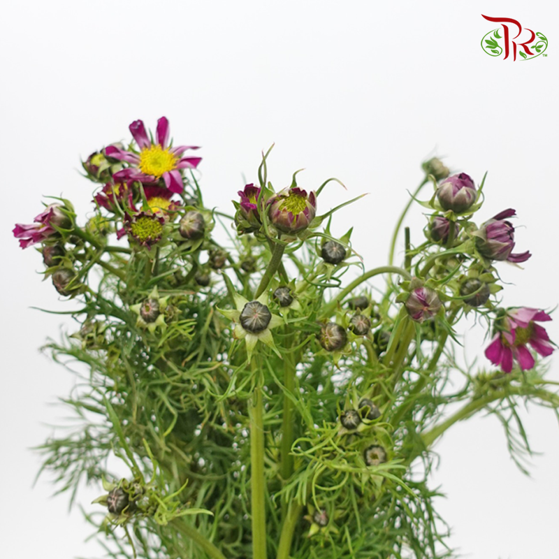 Cosmos Bipinnatus - Dark Purple (Per Bunch)-Purple-China-prflorist.com.my