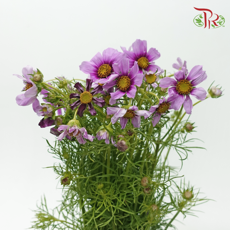 Cosmos Bipinnatus - Mauve Light Purple (Per Bunch)-Purple-China-prflorist.com.my