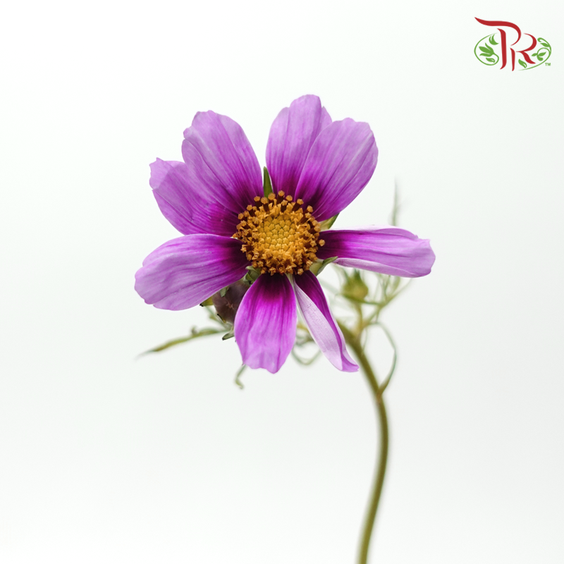 Cosmos Bipinnatus - Mauve Light Purple (Per Bunch)-Purple-China-prflorist.com.my
