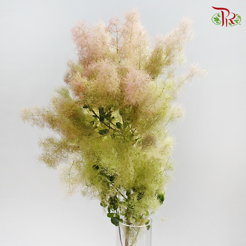 Cotinus Green - 2 Stems (60cm-80cm)-Green-Japan-prflorist.com.my