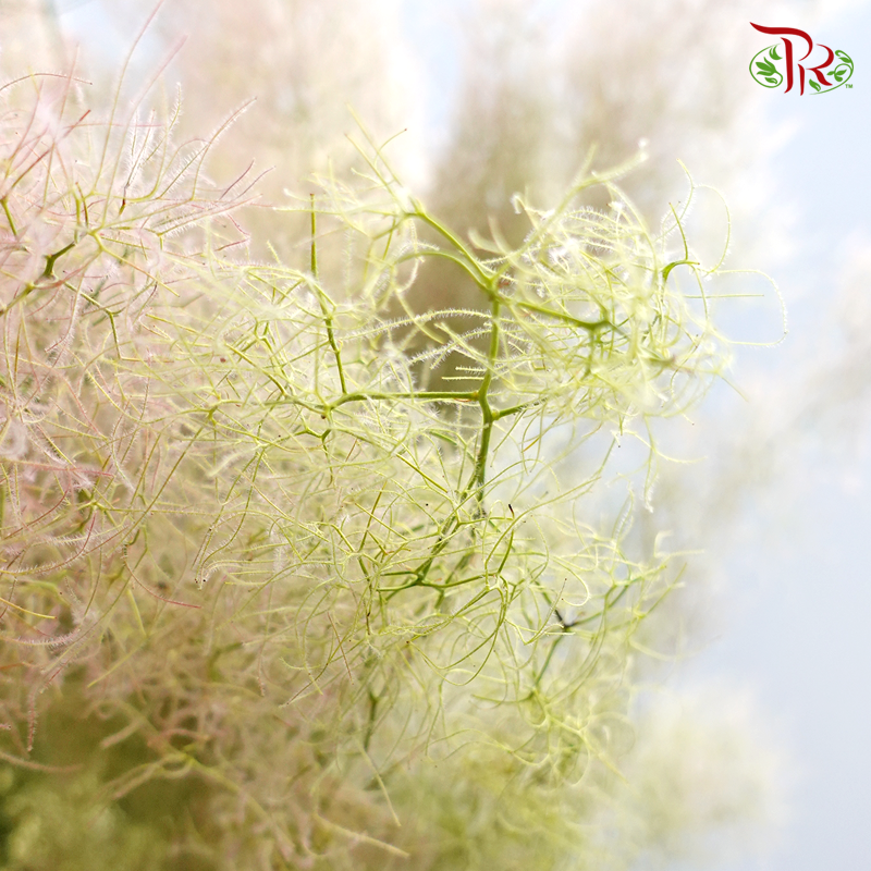 Cotinus Green - 2 Stems (60cm-80cm)-Green-Japan-prflorist.com.my