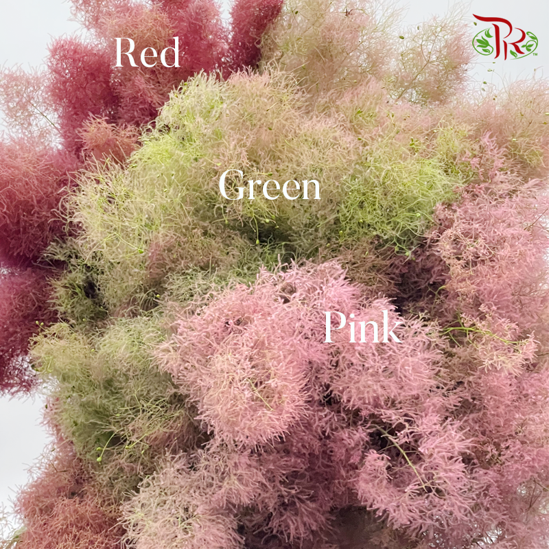 Cotinus Green - 2 Stems (60cm-80cm)-Green-Japan-prflorist.com.my