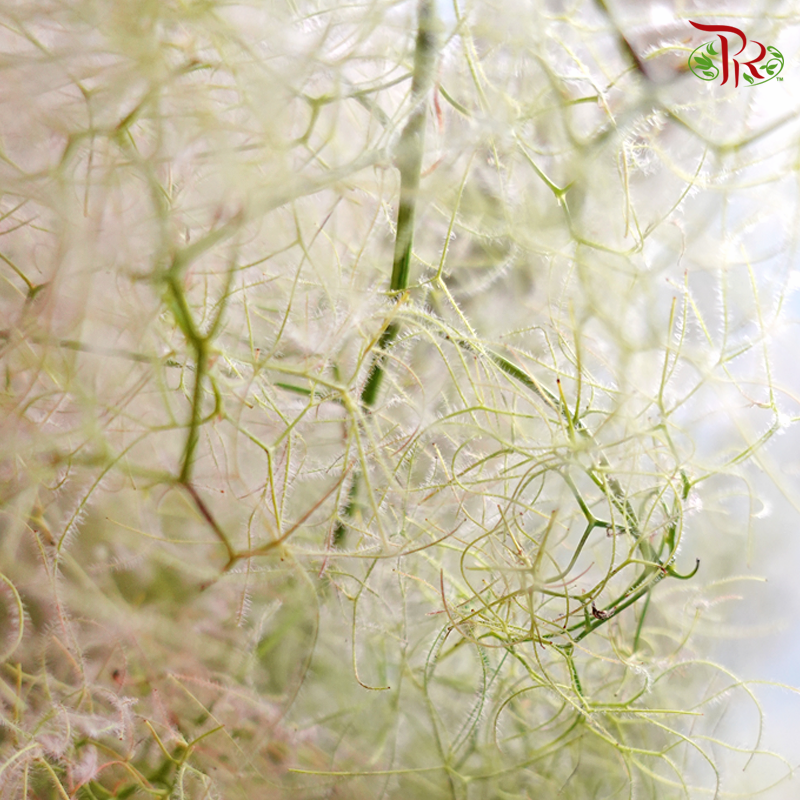 Cotinus Green - Per Stem (100cm-120cm)-Green-Japan-prflorist.com.my