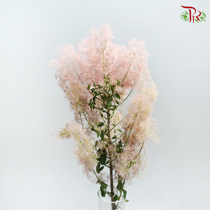 Cotinus Pink - Per Stem (100cm-120cm) - Pudu Ria Florist