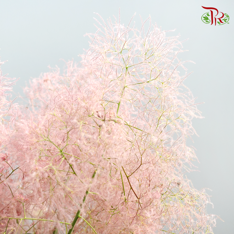 Cotinus Pink - Per Stem (100cm-120cm) - Pudu Ria Florist