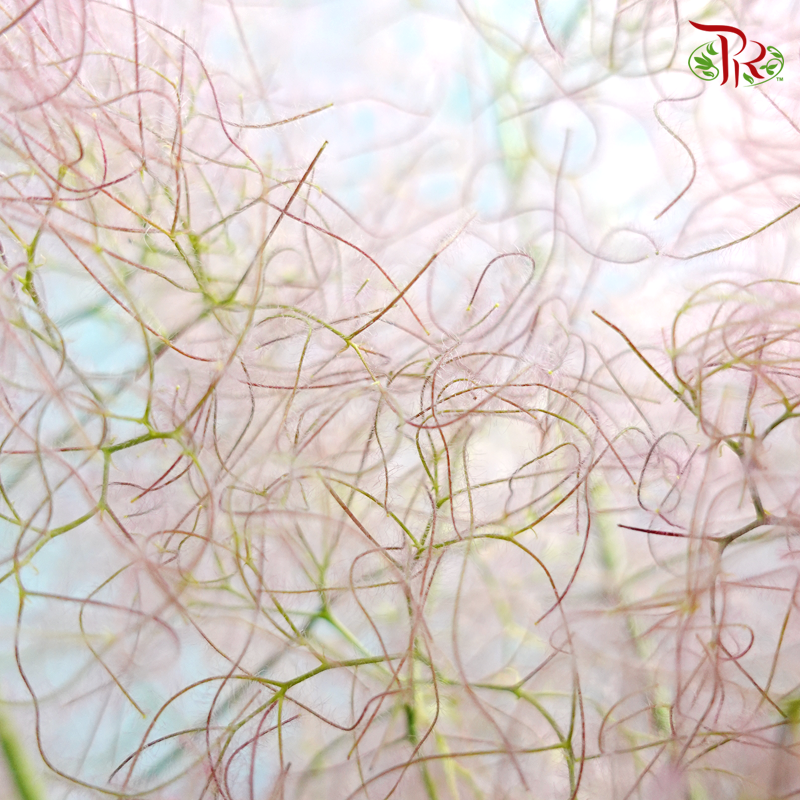 Cotinus Pink - Per Stem (100cm-120cm) - Pudu Ria Florist