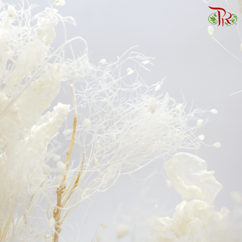 Cotinus Preservative - White (Per Bunch)-White-China-prflorist.com.my