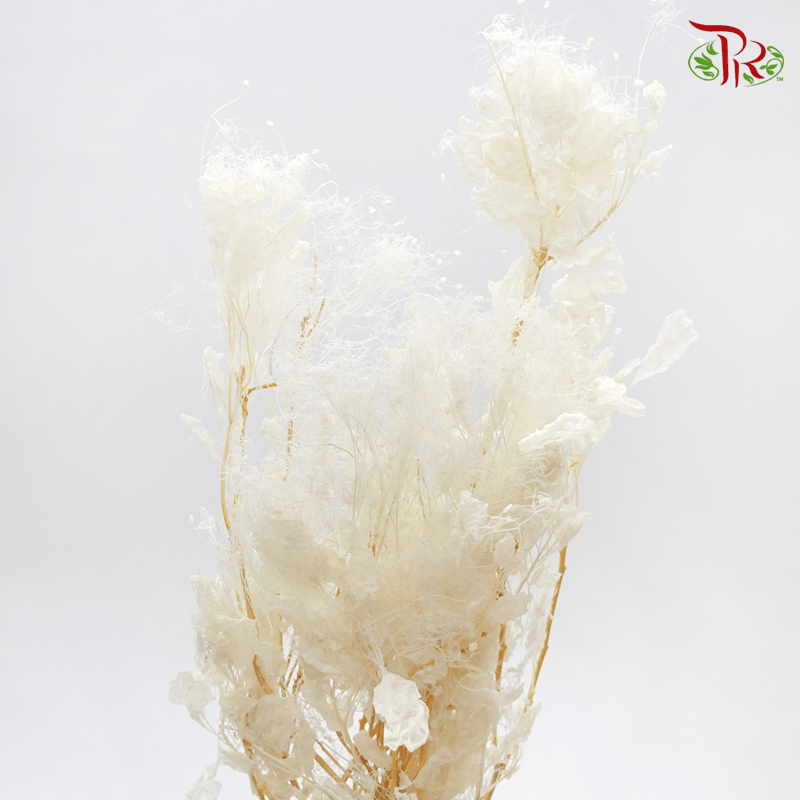 Cotinus Preservative - White (Per Bunch)-White-China-prflorist.com.my