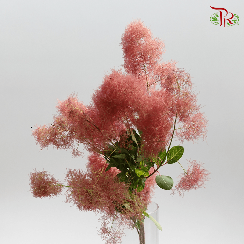 Cotinus Red - 2 Stems (60-80cm)-Red-Japan-prflorist.com.my