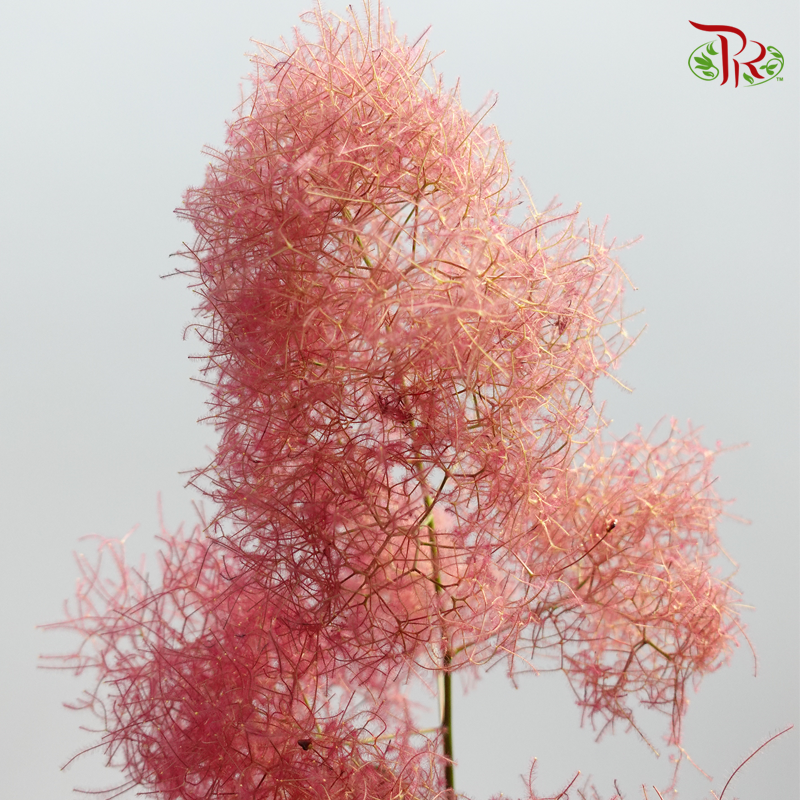 Cotinus Red - 2 Stems (60-80cm)-Red-Japan-prflorist.com.my
