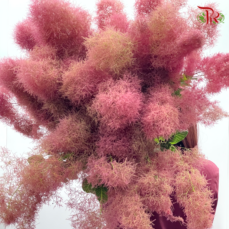Cotinus Red - (2 Stems)-Red-Netherland-prflorist.com.my